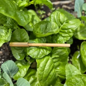Bamboo Pens